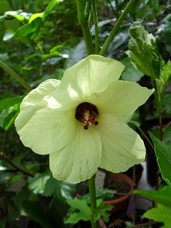 Hibiscus manihot